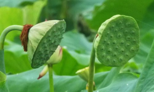 破伤风和消炎针的区别网 - 为你提供破伤风和消炎针的区别是什么、破伤风针和消炎药有冲突吗